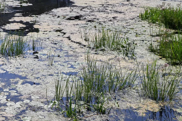 Groene Algen Bloeien Rivier — Stockfoto