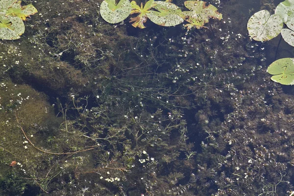 绿藻在河里盛开 — 图库照片