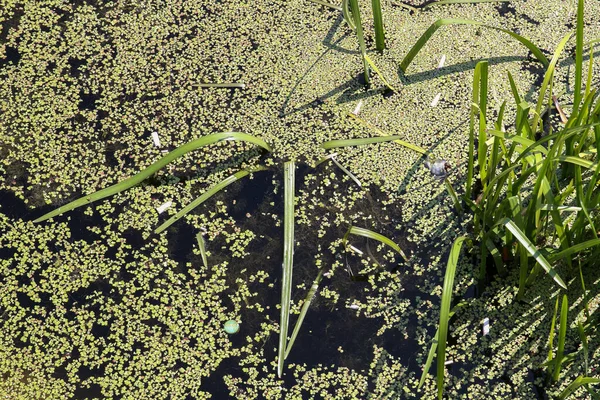 Green Algae Bloom River — Stock Photo, Image