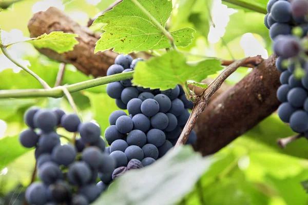 Liście Owoce Zielonych Winogron Plamami Kwitną Pleśń Winogrono Oidowe Pierwotne — Zdjęcie stockowe