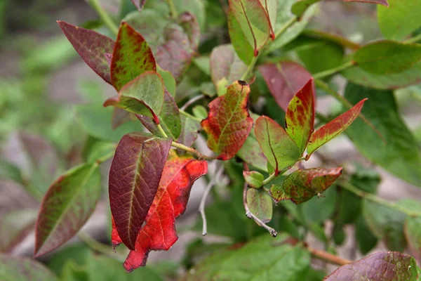 Φύλλα Φράουλας Κόκκινα Σημάδια Πρωτογενή Σημάδια Μυκητιασικής Νόσου Ασθένειες Των — Φωτογραφία Αρχείου