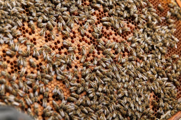 Veel Bijen Vliegen Zitten Honingraat Wazig Groene Achtergrond Lenteweer — Stockfoto