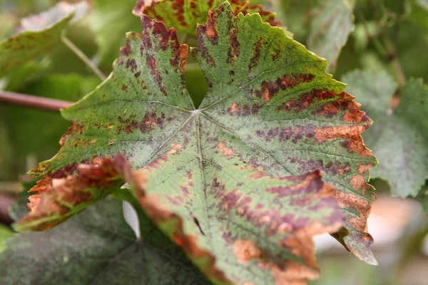 Leaves and fruits of green grapes with spots. Anthracose mildew and oidium grape. Primary signs of fungal disease. Viticulture. — Stock Image Leaves Fruits Green Grapes Spots Anthracose Mildew Oidium Grape Primary Stock Image