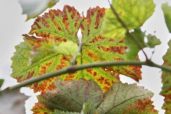 Leaves and fruits of green grapes with spots. Anthracose mildew and oidium grape. Primary signs of fungal disease. Viticulture. — Stock Image Leaves Fruits Green Grapes Spots Anthracose Mildew Oidium Grape Primary Royalty Free Stock Photos