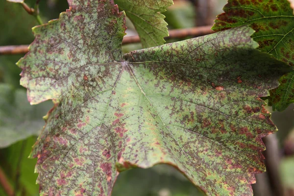 Leaves and fruits of green grapes with spots. Anthracose mildew and oidium grape. Primary signs of fungal disease. Viticulture. — Stock Image Leaves Fruits Green Grapes Spots Anthracose Mildew Oidium Grape Primary Stock Picture