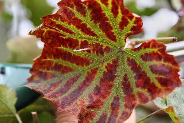 Leaves and fruits of green grapes with spots. Anthracose mildew and oidium grape. Primary signs of fungal disease. Viticulture. — Stock Image Leaves Fruits Green Grapes Spots Anthracose Mildew Oidium Grape Primary Stock Photo