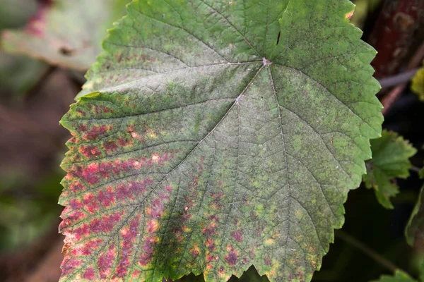 Leaves and fruits of green grapes with spots. Anthracose mildew and oidium grape. Primary signs of fungal disease. Viticulture. — Stock Image Leaves Fruits Green Grapes Spots Anthracose Mildew Oidium Grape Primary Stock Photo