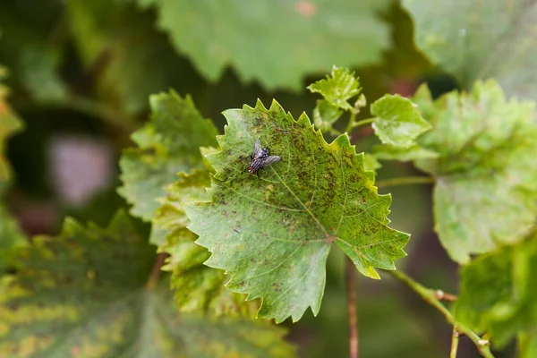 Leaves and fruits of green grapes with spots. Anthracose mildew and oidium grape. Primary signs of fungal disease. Viticulture. — Stock Image Leaves Fruits Green Grapes Spots Anthracose Mildew Oidium Grape Primary Royalty Free Stock Images