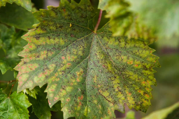 Leaves and fruits of green grapes with spots. Anthracose mildew and oidium grape. Primary signs of fungal disease. Viticulture. — Stock Image Leaves Fruits Green Grapes Spots Anthracose Mildew Oidium Grape Primary Stock Picture