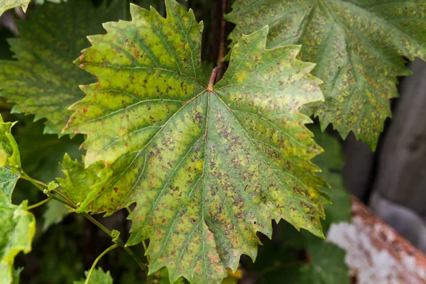 Leaves and fruits of green grapes with spots. Anthracose mildew and oidium grape. Primary signs of fungal disease. Viticulture. — Stock Image Leaves Fruits Green Grapes Spots Anthracose Mildew Oidium Grape Primary Royalty Free Stock Photos
