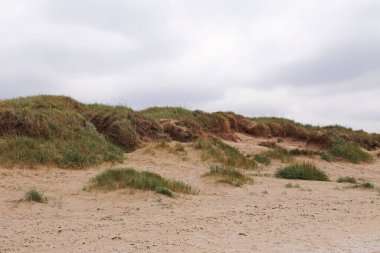 Liverpool yakınlarındaki Mersey 'deki Crosby Sahili' nde yoğun bitki örtüsü ve çimenli kum tepeleri.