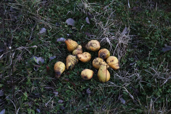 Осенний Урожай Жёлтыми Грушами Помещёнными Землю Траве — стоковое фото