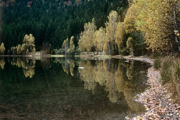 Осенний Пейзаж Желтыми Лиственными Деревьями Опавшими Листьями Озера Святой Анны — стоковое фото