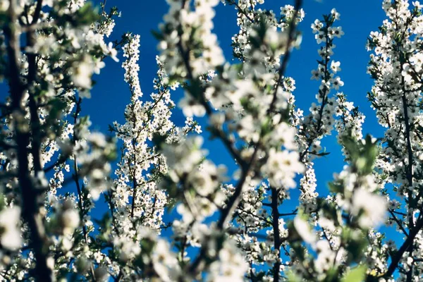 Ramos Damasco Cheios Flores Brancas Durante Primavera Com Fundo Azul — Fotografia de Stock