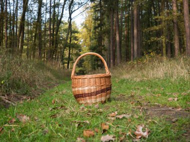 İnci ormandaki bir yere yatan bir hasır sepet