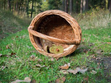 Kaç yenilebilir mantar ile bir hasır sepet