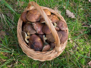 Yenilebilir mantar tam bir hasır sepet