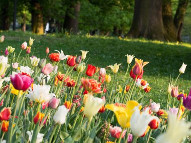 Güzel renkli Lale parkta baharda çiçek açan