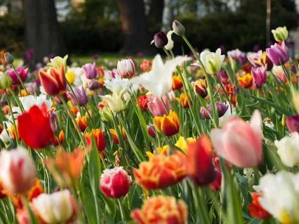 Красиві Барвисті Тюльпани Цвітуть Парку Навесні — стокове фото