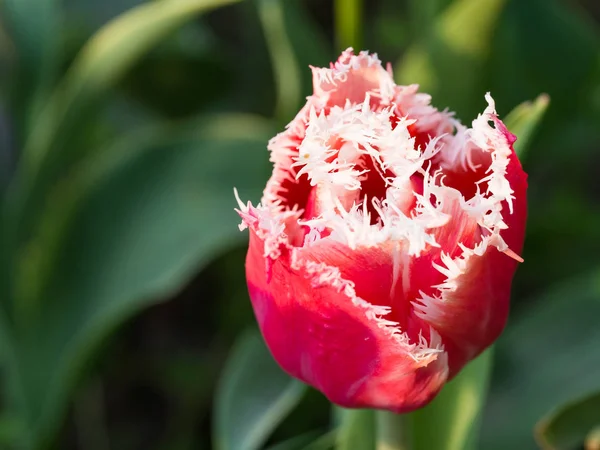 Güzel renkli Lale parkta baharda çiçek açan