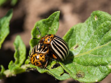 Colorado patates böceği bir patates bitki üzerinde çifti