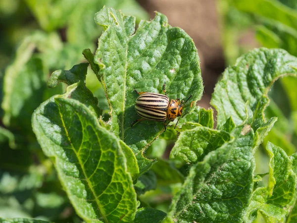 Colorado patates böceği bir patates bitki üzerinde