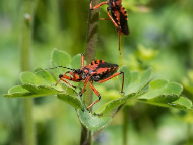 Rhynocoris iracundus bir suikastçı ve Reduviidae ailesine ait iş parçacığı bacaklı böcek türüdür