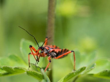 Rhynocoris iracundus bir suikastçı ve Reduviidae ailesine ait iş parçacığı bacaklı böcek türüdür