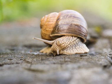 Bir salyangoz ahşap bir oturum ayrıntılarını