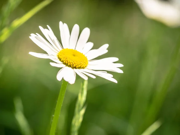 Bello Fiore Una Margherita Che Cresce Prato — Foto Stock