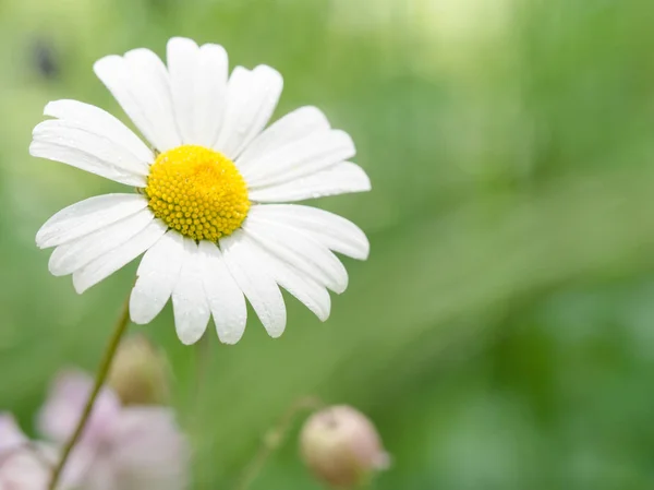 Vacker Blomning Daisy Som Växer Äng — Stockfoto