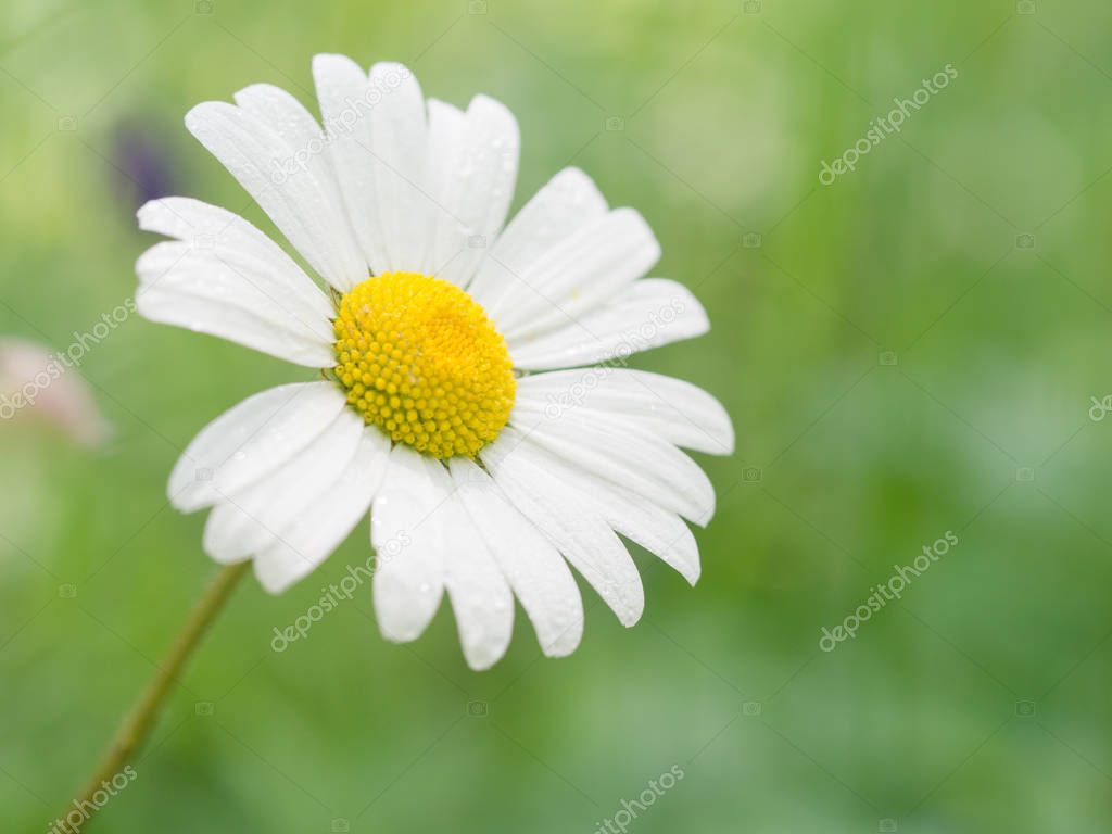 Beautiful blossom of a daisy growing on a meadow