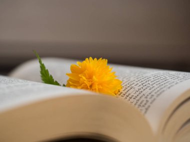 Açık bir kitap Kerria japonica güzel sarı bloosom