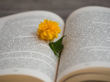 Açık bir kitap Kerria japonica güzel sarı bloosom