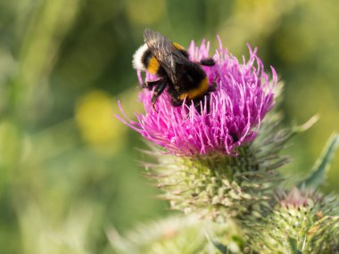 Bir tahıl üzerinde oturan ortak kırmızı asker böceği (Rhagonycha fulva)