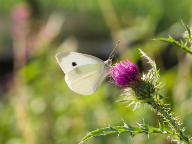 Büyük beyaz kelebek Pieris sutyen, lahana kelebeği çiçek açan bir devedikeni üzerinde oturuyor.