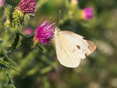 Büyük beyaz kelebek Pieris sutyen, lahana kelebeği çiçek açan bir devedikeni üzerinde oturuyor.