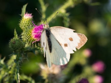 Büyük beyaz kelebek Pieris sutyen, lahana kelebeği çiçek açan bir devedikeni üzerinde oturuyor.