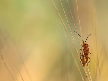 Bir tahıl üzerinde oturan ortak kırmızı asker böceği (Rhagonycha fulva)