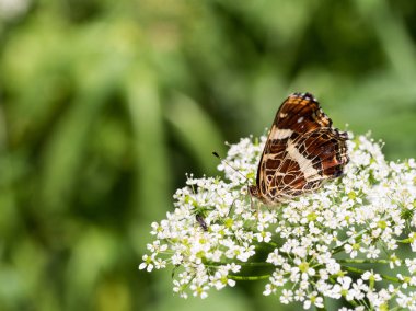 İkinci nesil bir bitki üzerinde oturan harita kelebek (Araschnia levanna)
