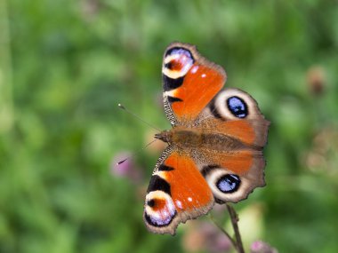 Tavus kuşu kelebek (Nymphalis IO, Avrupa tavus kuşu) bir plnat bir çayır üzerinde oturan