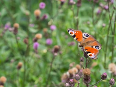 Tavus kuşu kelebek (Nymphalis IO, Avrupa tavus kuşu) bir plnat bir çayır üzerinde oturan