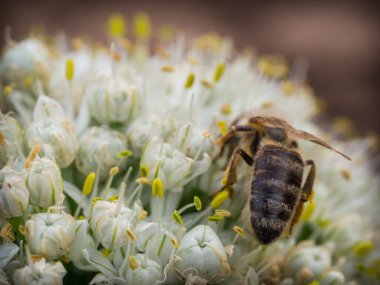 Sarımsak beyaz bir çiçek üzerinde oturan ve polen toplama arı