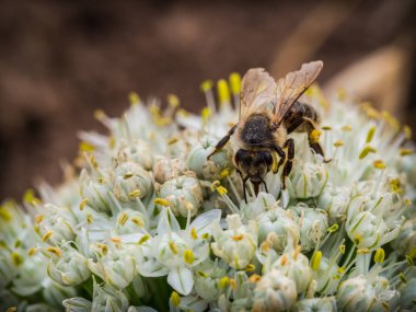 Sarımsak beyaz bir çiçek üzerinde oturan ve polen toplama arı