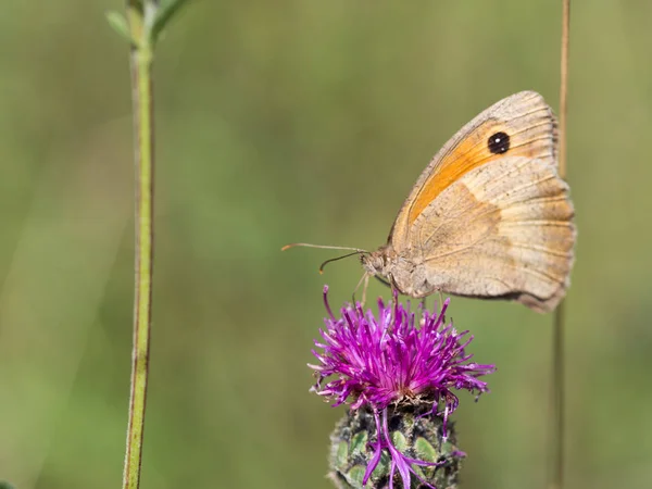 Papillon Brun Des Prés Maniola Jurtina Assis Sur Une Fleur — Photo