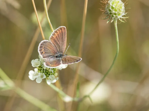 Fêmea Azul Cravejado Prata Plebejus Argus Sentado Uma Flor Branca — Fotografia de Stock