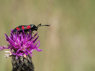 Çiçek açan bir çiçek üzerinde oturan altı-spot burnet (Zygaena filipendulae).