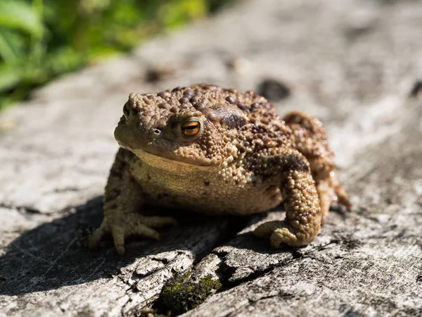 Detail Beautiful Frog Common Toad Bufo Bufo Sitting Grass Amphibian — Stock Photo, Image