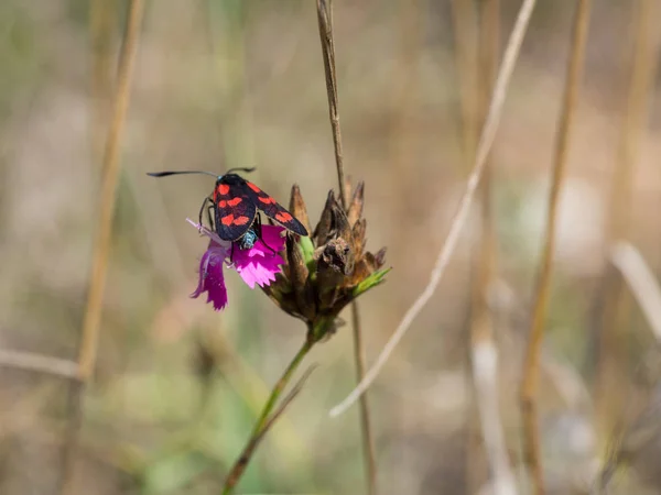 Six Spot Burnet Zygaena Filipendulae Sitting Blooming Flower — Stock Photo, Image