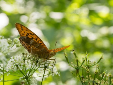 Bir bitki üzerinde oturan gümüş yıkanmış fritillary kelebek (Argynnis paphia) 